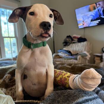 Rescue Great Dane Dogs for Adoption in Water Valley, Mississippi - Titan | PetCurious