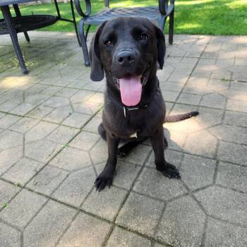 Crioa (Kree-Ah) -  Chocolate Labrador Retriever Dog for Adoption in Garden Valley, Idaho - Crioa (Kree-Ah) | PetCurious