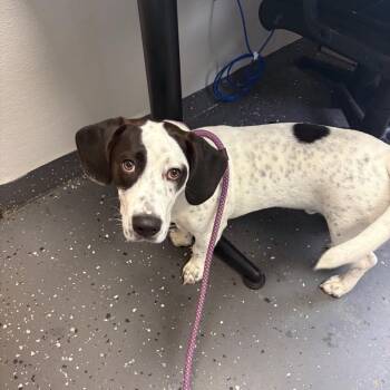 Mixed Breed Dogs Available for Adoption in Columbiana, Alabama - Spot (Adoption Fee Sponsored) | PetCurious