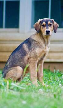 Hound Dogs Available for Adoption in Shawnee, Oklahoma - Piper | PetCurious