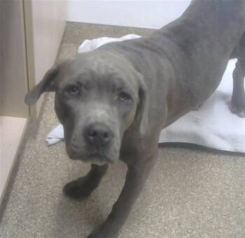 Pit Bull Terrier and Mixed Breed Dogs Available for Adoption in Albuquerque, New Mexico - LULU | PetCurious