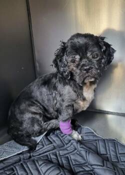 Dune -  Shih Tzu Dog for Adoption in Pottstown, Pennsylvania - Dune | PetCurious