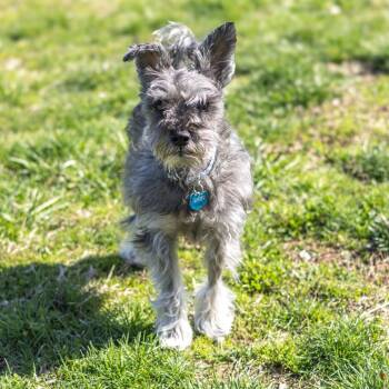 Schnauzer Dogs Available for Adoption - Pepper | PetCurious