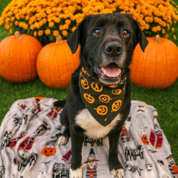 Rescue Black Labrador Retriever and Great Pyrenees Dogs for Adoption in Binghamton, New York - Elena | PetCurious