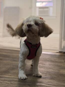 Coco -  Shih Tzu Dog for Adoption in Albany, New York - Coco | PetCurious