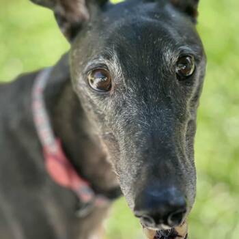 Rescue Greyhound Dogs for Adoption in Venice, Florida - Corrough Fox (Fox) | PetCurious