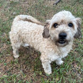 Rescue Shih Tzu Dogs for Adoption in Sugar Land, Texas - Peresoso | PetCurious