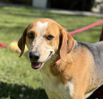 Treeing Walker Coonhound Dogs Available for Adoption in Locust Fork, Alabama - Jolene | PetCurious