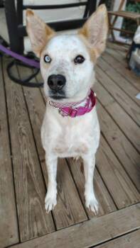 Akita and Australian Cattle Dog Blue Heeler Dogs Available for Adoption in Houston, Texas - TOOTSIE | PetCurious