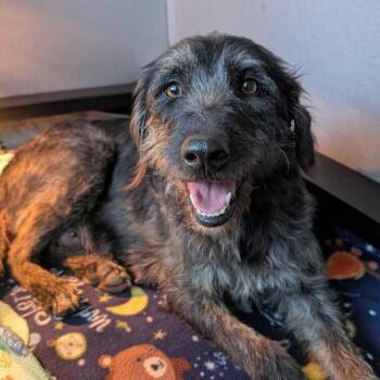 Wirehaired Terrier Dogs Available for Adoption in Durham, North Carolina - Fortune | PetCurious