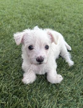 Presley -  Terrier Dog for Adoption in Los Angeles, California - Presley | PetCurious