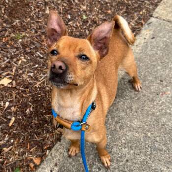 Racer -  Chihuahua and Mixed Breed Dog for Adoption in Newberg, Oregon - Racer | PetCurious