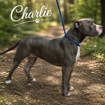Charlie Girl -  Pit Bull Terrier Dog for Adoption in Lucas, Texas - Charlie Girl | PetCurious