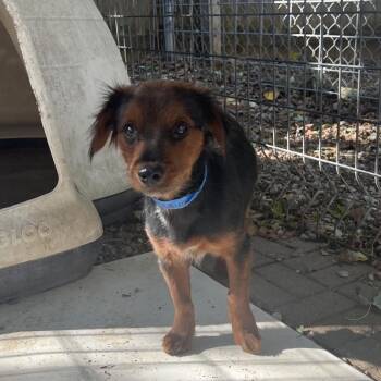 Moose -  Mixed Breed Dog for Adoption in Madison, Wisconsin - Moose | PetCurious