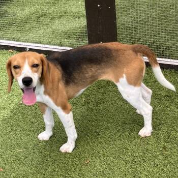 Doris 2639/5021 -  Beagle Dog for Adoption in Loxahatchee Groves, Florida - Doris 2639/5021 | PetCurious