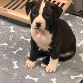 Phoebe -  Pit Bull Terrier Dog for Adoption in Dayton, Ohio - Phoebe | PetCurious