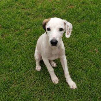 COOPER -  Beagle and Mixed Breed Dog for Adoption - COOPER | PetCurious