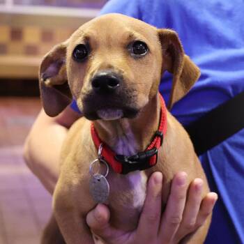 Angelica -  Mixed Breed Dog for Adoption in Port Washington, New York - Angelica | PetCurious