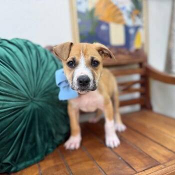Luke Lover Boy -  Pit Bull Terrier and Labrador Retriever Dog for Adoption in Friendswood, Texas - Luke Lover Boy | PetCurious