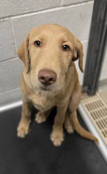 Rescue Wirehaired Vizsla Dogs for Adoption in Salt Lake City, Utah - *Miso* | PetCurious