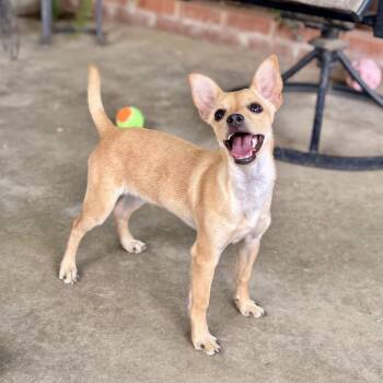 Biscuit -  Chihuahua Dog for Adoption in Modesto, California - Biscuit | PetCurious