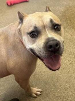 Captain -  Pit Bull Terrier Dog for Adoption in Cleveland, Ohio - Captain | PetCurious