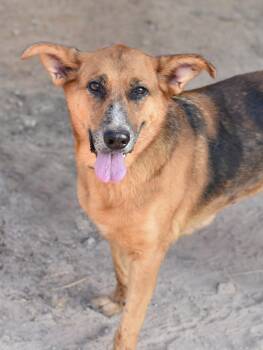Allie -  German Shepherd Dog Dog for Adoption in Houston, Texas - Allie | PetCurious