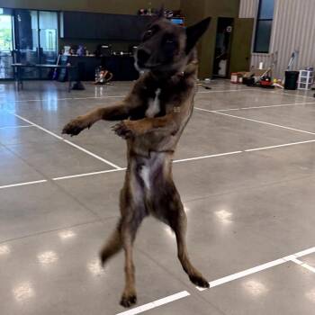 Rocket -  Belgian Shepherd Malinois Dog for Adoption in Tulsa, Oklahoma - Rocket | PetCurious