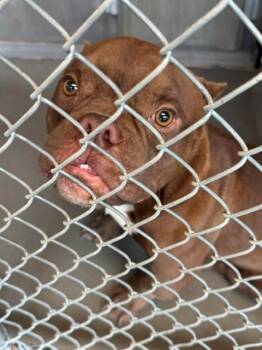 TROUBLE -  American Staffordshire Terrier Dog for Adoption in Tallahassee, Florida - TROUBLE | PetCurious