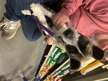 Australian Cattle Dog Blue Heeler Dogs Available for Adoption - Remi 2026-58 | PetCurious