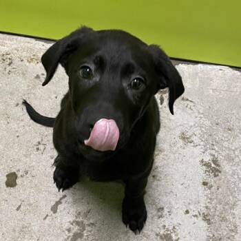 Australian Cattle Dog Blue Heeler and Mixed Breed Dogs Available for Adoption - Smalls | PetCurious