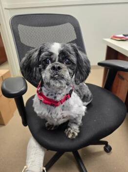 Shaggy -  Shih Tzu Dog Available for Adoption - Shaggy | PetCurious