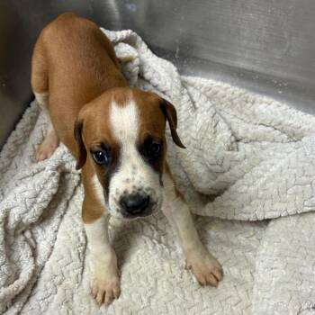 Oatmeal -  Hound and Boxer Dog for Adoption in Birmingham, Alabama - Oatmeal | PetCurious