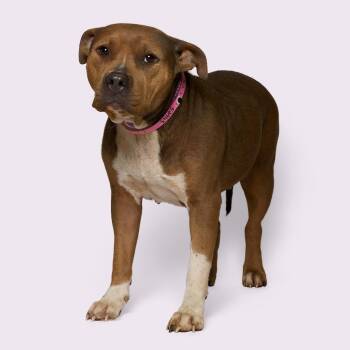 Mixed Breed Dogs Available for Adoption - Lily | PetCurious
