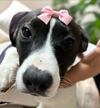 Leanna  -  Black Labrador Retriever and Boxer Dog Available for Adoption - Leanna  | PetCurious