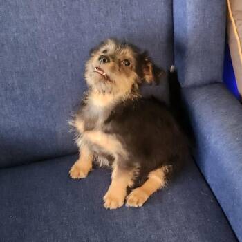 Ford -  Yorkshire Terrier and Chihuahua Dog for Adoption in Cleveland, Tennessee - Ford | PetCurious
