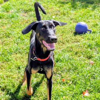7965 Jack -  Doberman Pinscher Dog for Adoption in Sandown, New Hampshire - 7965 Jack | PetCurious