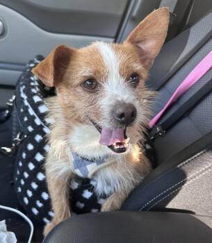 Wire Fox Terrier Dogs Available for Adoption in Cary, North Carolina - Waffles | PetCurious