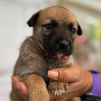 Venezia -  German Shepherd Dog Dog for Adoption in Tampa, Florida - Venezia | PetCurious