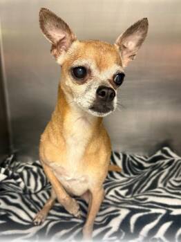 Chihuahua Dogs Available for Adoption in Sorrento, Louisiana - Talley | PetCurious