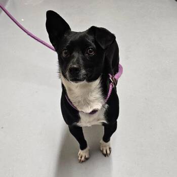 Chihuahua Dogs Available for Adoption - Clover | PetCurious