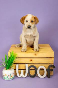 Shepherd Dogs Available for Adoption - 180-26 | PetCurious