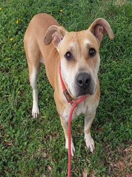 American Staffordshire Terrier and Mixed Breed Dogs Available for Adoption in Fort Lauderdale, Florida - JUNE | PetCurious