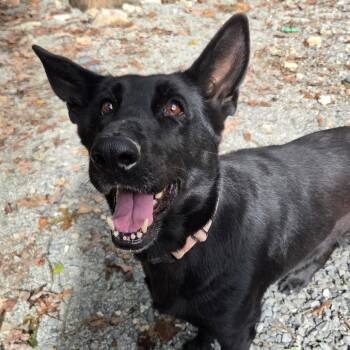 Sheeba (26-389) -  German Shepherd Dog Dog for Adoption in New Ringgold, Pennsylvania - Sheeba (26-389) | PetCurious