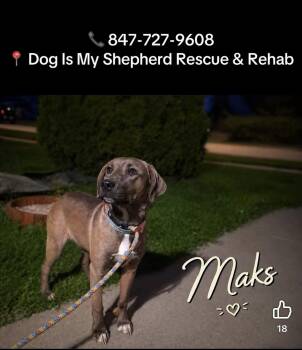 Mixed Breed Dogs Available for Adoption in Northlake, Illinois - Maks  | PetCurious