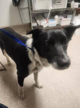 Shelby -  Border Collie Dog for Adoption in Thousand Oaks, California - Shelby | PetCurious