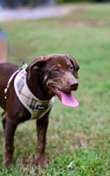 COCO -  Shepherd and Catahoula Leopard Dog Dog for Adoption in Falmouth, Maine - COCO | PetCurious