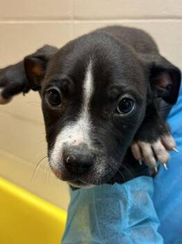 Mixed Breed Dogs Available for Adoption in Wichita, Kansas - Donkey | PetCurious