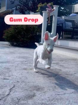 Gum Drop -  Australian Shepherd Dog for Adoption in Billerica, Massachusetts - Gum Drop | PetCurious
