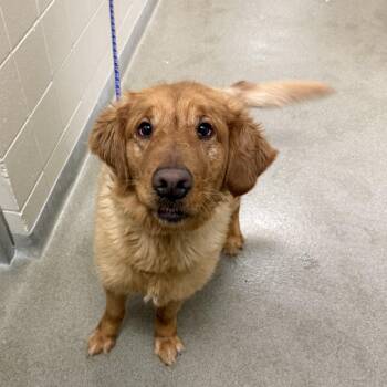 Waffles -  Golden Retriever Dog Available for Adoption in Kearney, Nebraska - Waffles | PetCurious